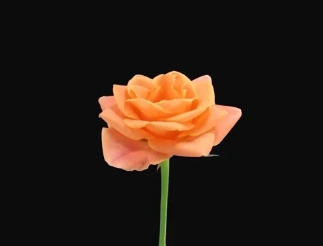 Time-lapse of dying "Bonanza" rose 3a (Film 2K) Stock Footage 1070603