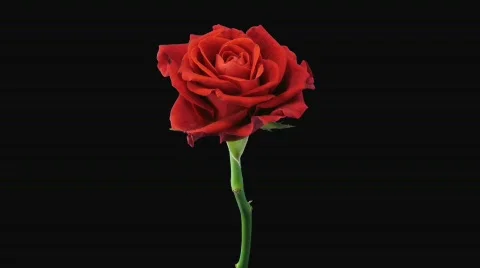 Time-lapse of dying "El Toro" rose with alpha matte 13 Stock Footage 642892