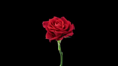 Time-lapse of dying El Toro rose in RGB + ALPHA matte format Stock Footage 82817854