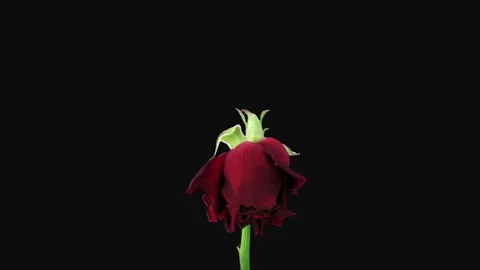 Time-lapse of dying Escada rose in RGB + ALPHA matte format Vidéo 147395652