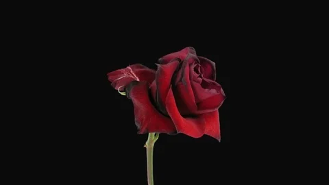 Time-lapse of dying Happy Hour rose with ALPHA channel Stock Footage 80477986
