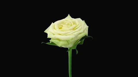 Time-lapse of dying Jade rose with alpha matte 5 Stock Footage 81084433