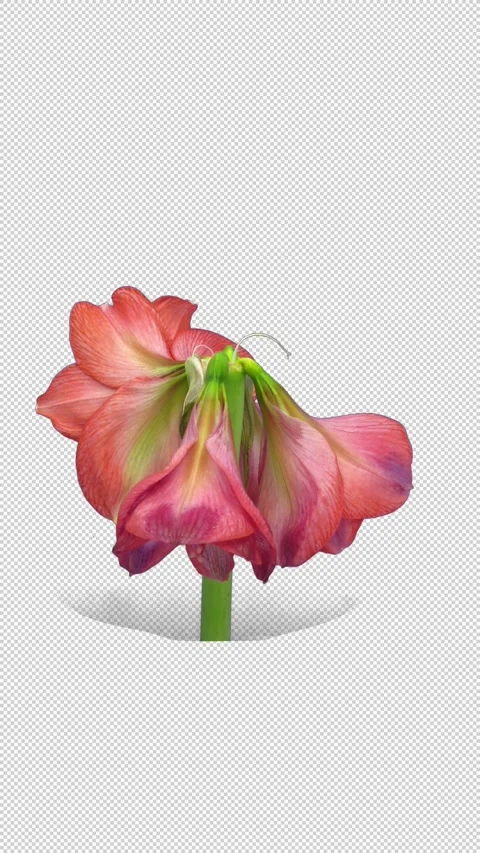 Time lapse of dying light red Brazza amaryllis with ALPHA channel, vertical Vídeos de archivo 339332452