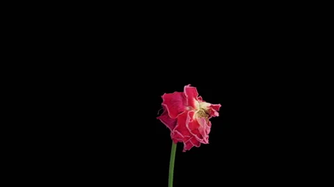 Time-lapse of dying "Lorena" rose in RGB + ALHA matte format (720p) Stock Footage