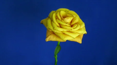 Time-lapse of dying orange rose 1  Stock Footage