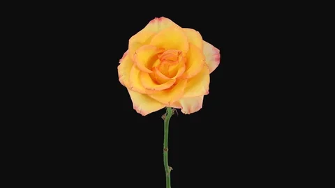 Time-lapse of dying orange-yellow Birdy rose with ALPHA channel, time reverse Stock Footage 89202582