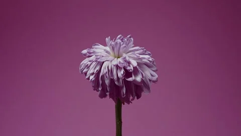 Time-lapse of dying pink flower on pink background Stock Footage 247463578