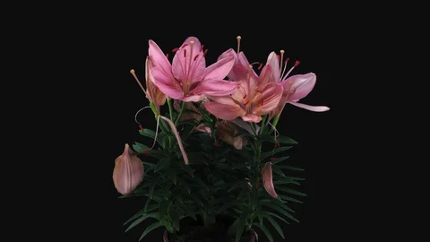 Time-lapse of dying pink lily bouquet with ALPHA channel, time reverse Stock Footage 101068200