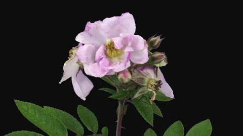 Time lapse of dying pink wild rose Video stock 336953556