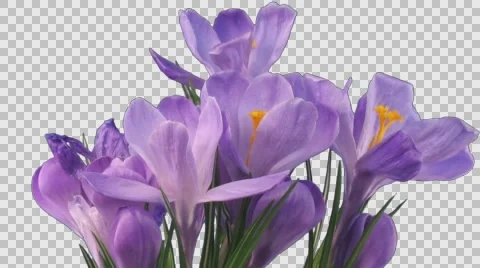 Time-lapse of dying purple crocus with ALPHA channel Stock Footage 63372102