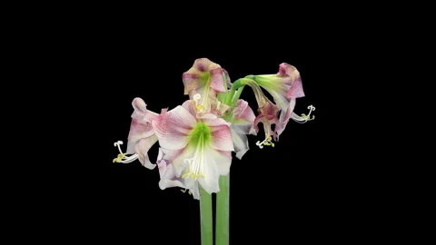 Time lapse of dying red and white Ambiance amaryllis Christmas flower Stock Footage 319405176