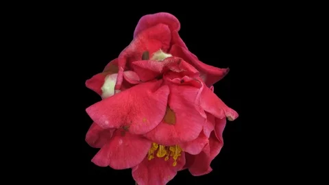 Time-lapse of dying red camellia flower with ALPHA channel Stock Footage 80047486