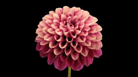 Time-lapse of dying red dahlia with ALPHA channel Stock Footage