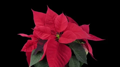 Time-lapse of dying red poinsettia Christmas flower in RGB + ALPHA matte format Stock Footage