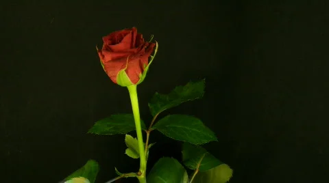 Time-lapse of dying red rose 2 Stock Footage 96133