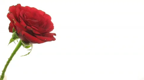 Time-lapse of dying red rose isolated on white 7 Stock Footage 328314