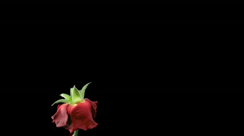Time-lapse of dying red rose 11a isolated black time reverse Video stock 509254