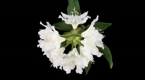 Time-lapse of dying rhododendron 2 with ALPHA matte top Stock Footage