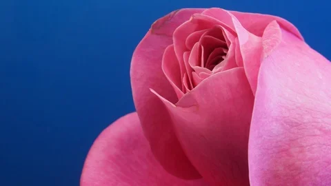 Time lapse of dying  rose Stock Footage 102028179