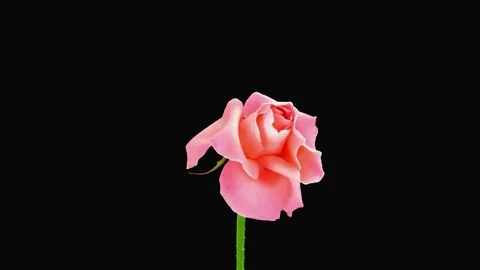 Time-lapse of dying Saphir rose in RGB + ALPHA matte format Stock Footage 75404246
