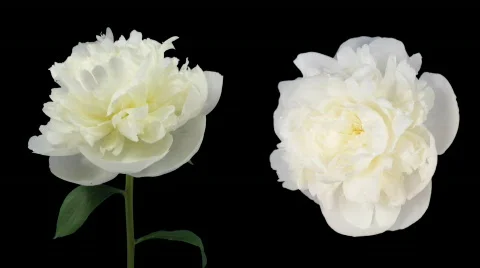 Time-lapse of dying white peony 5d isolated black two cameras Stock Footage