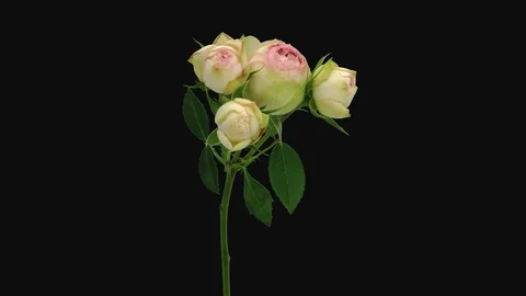 Time-lapse of dying white pink biedermeier rose, 4K with ALPHA channel Stock Footage 110707060
