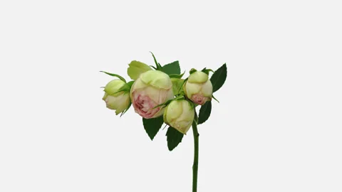 Time-lapse of dying white pink biedermeier rose with ALPHA channel Stock Footage 130637498