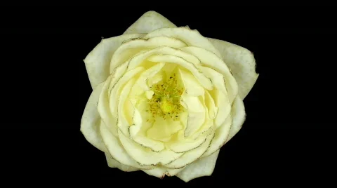 Time-lapse of dying white rose ALPHA matte 1 Stock Footage 314002