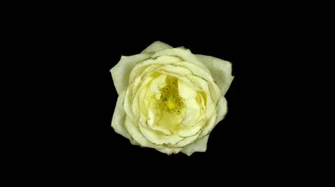 Time-lapse of dying white rose ALPHA matte 2a3 (DCI-2K) Stock Footage 12267694