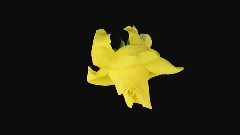 Time-lapse of dying yellow April rose with ALPHA channel Stock Footage 102300745