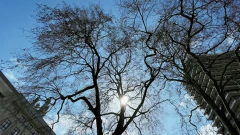 Time-lapse of early spring trees in Bristol UK Stock Footage 151793672