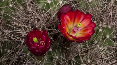 Time Lapse Echinocereus mojavensis Blooming Cactus Opening Stock Footage