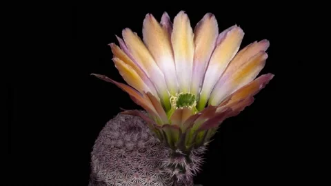 Time Lapse Echinocereus pectinatus Blooming Cactus Opening Stock Footage