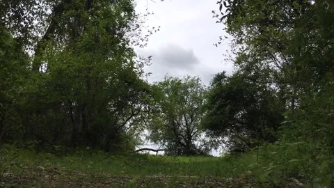 Time Lapse of Edge of Forest with Seemingly Frantic Branch Motion. Stock Footage 240129687