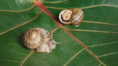 Time-lapse Edible Grape snail Helix Aspersa Muller wakes up and crawls out of Stock-Footage 93965327