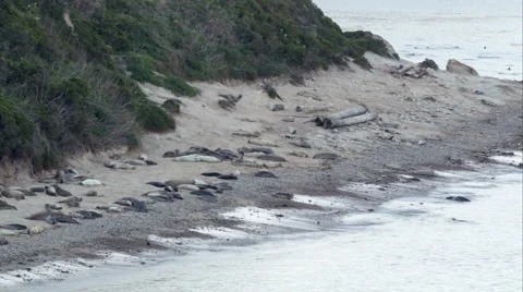 Time lapse of elephant seals on the beach and going out to sea Stock Footage 49413036