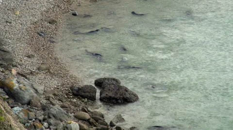 Time lapse of elephant seals playing and mating in the water Stock Footage 49412985