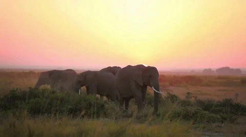 Time lapse of elephants eating grass in Amboseli Park, Kenya Stock Footage 54401479