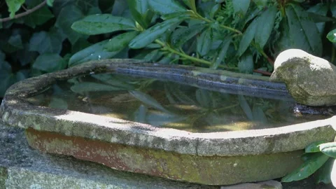 Time lapse of an empty bird bath with sunlight shadows moving in the water. Stock Footage 205203763