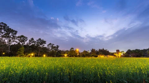Time Lapse Evening View of cole Flower Field  in Guanlan Art Print of Shenzhen 库存影片 88119997
