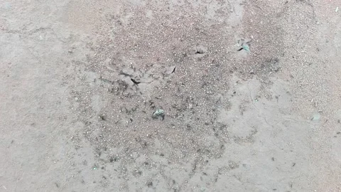 Time-lapse for exit and entry of ants into the colony 動画素材 142795674
