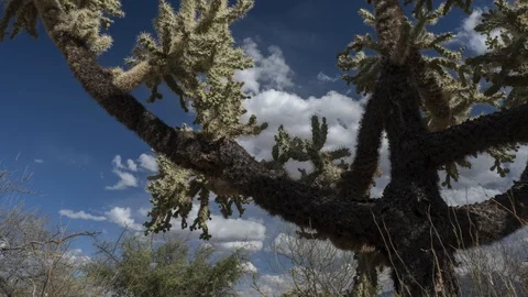 Time lapse of an exotic desert cactus and clouds Stock Footage 87786936