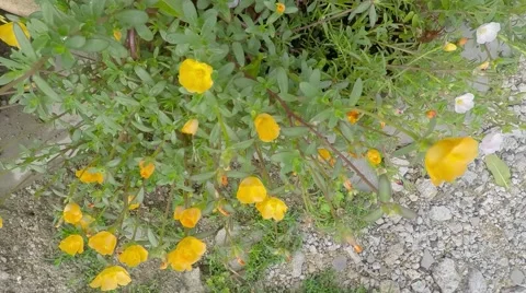 Time lapse expanding flowers Stock Footage 50340671
