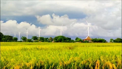 Time lapse Expanse of rice fields with background windmill Stock Footage 273187660
