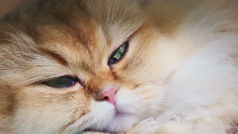 Time Lapse Face: Close-up of Golden British Longhair Cat Sleeping Soundly Stock-Footage 322080601