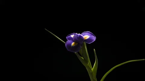 Time lapse of the fading of crocus. Stock Footage 104967510