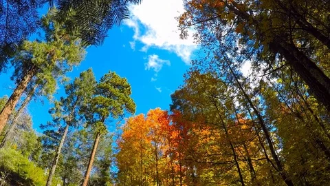 Time Lapse of Fall Colors and Drifting Clouds Stock Footage 97964490