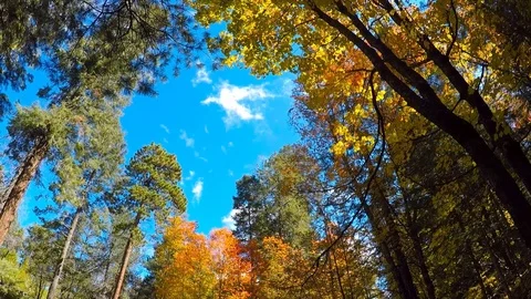 Time Lapse of Fall Leaves and Drifting Clouds Stock Footage 97964518