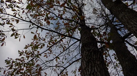 Time lapse of a fall tree pan move 스톡 동영상 34483007