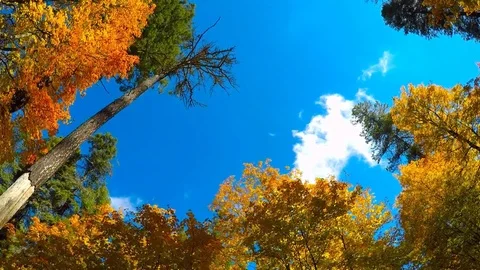 Time Lapse of Falling Leaf and Drifting Clouds Stock Footage 97964556
